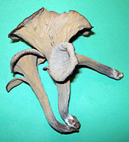 Craterellus fallax.